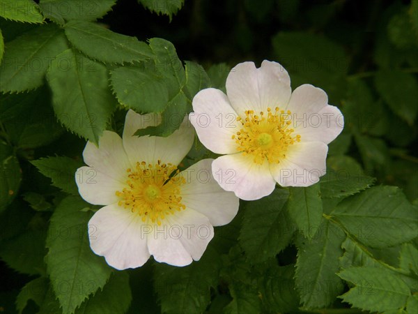 Dog rose