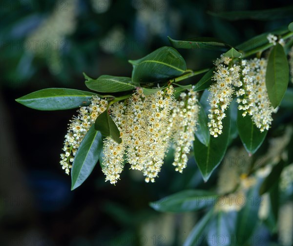 Cherry laurel