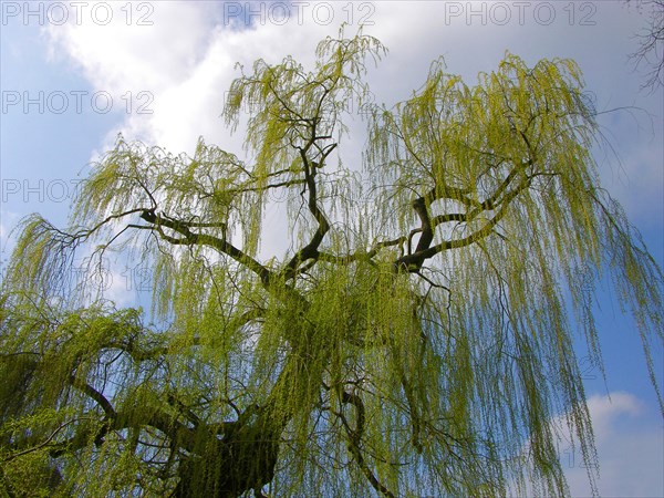 Weeping willow