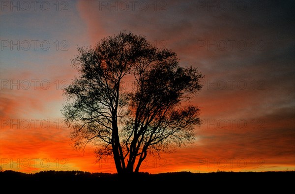 Willow in the sunset