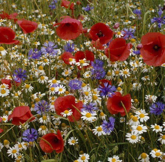 Poppy flowers