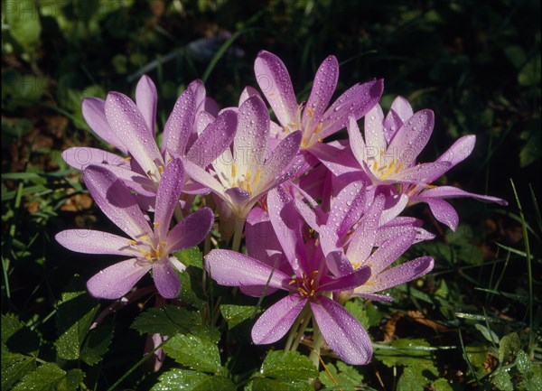 Meadow saffron