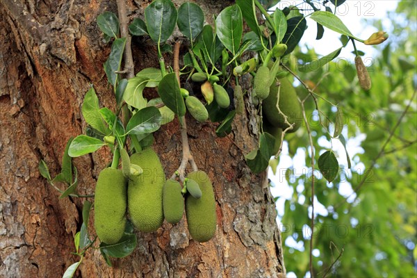 Jackfruit tree