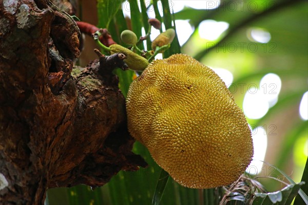 Jackfruit tree