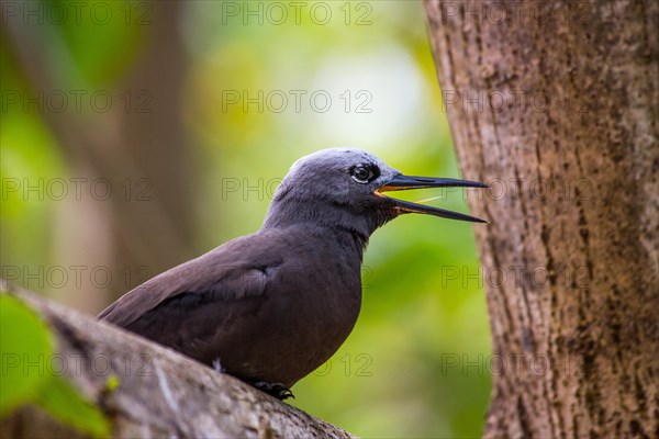 Lesser noddy