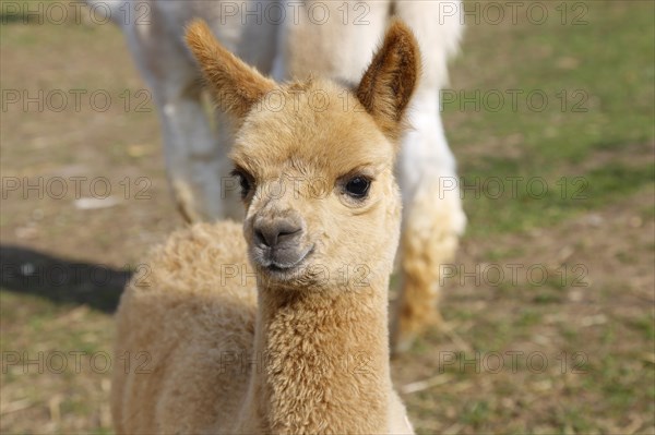 Alpaca