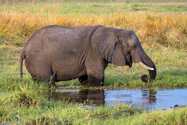 African elephant