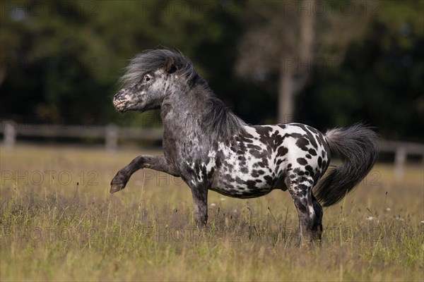 Mini Shetty Pony Stallion Pinto makes Spanish greeting