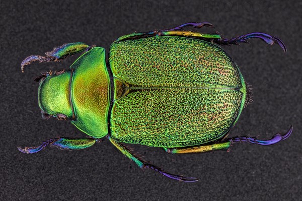 Dorsal view of a beetle