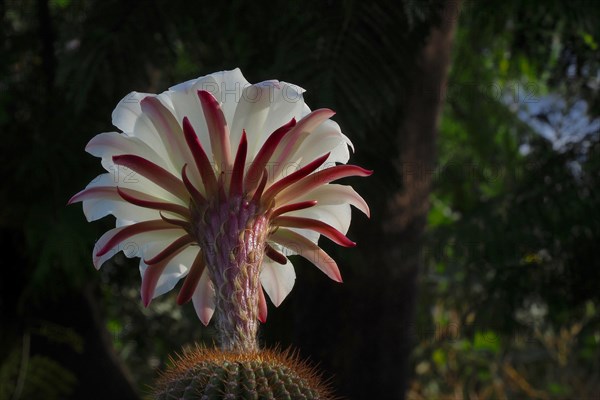 flower of queen of the night