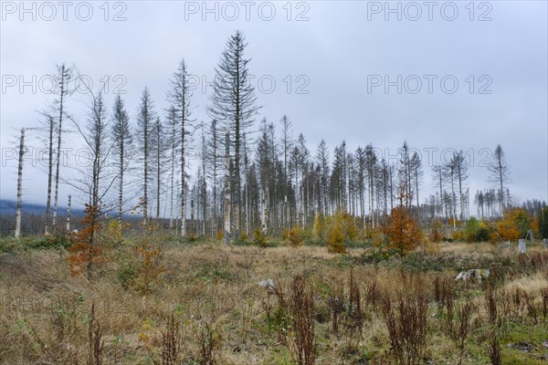 Deforested area and bare spruces