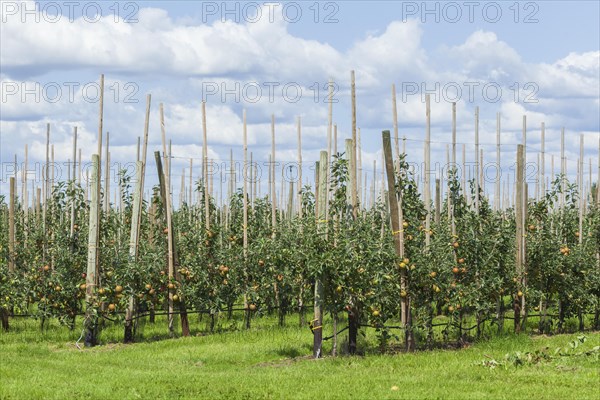 Apple orchard