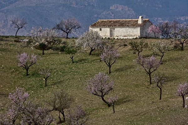 Whitewashed farmhouse in flowering almond orchard in front of mountain wall