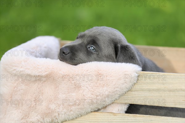 Labrador domestic dog