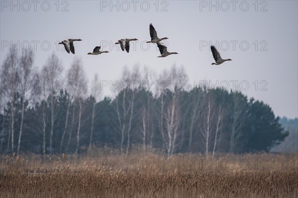 Wild geese