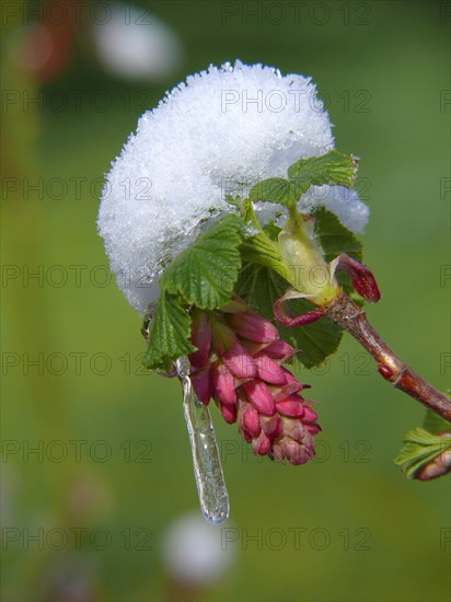 Flowering currant