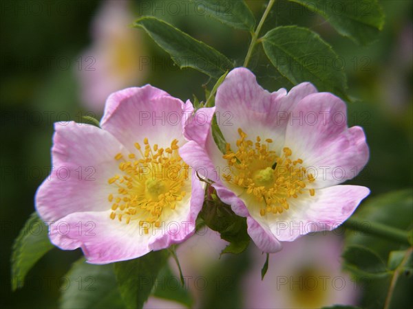 Dog rose