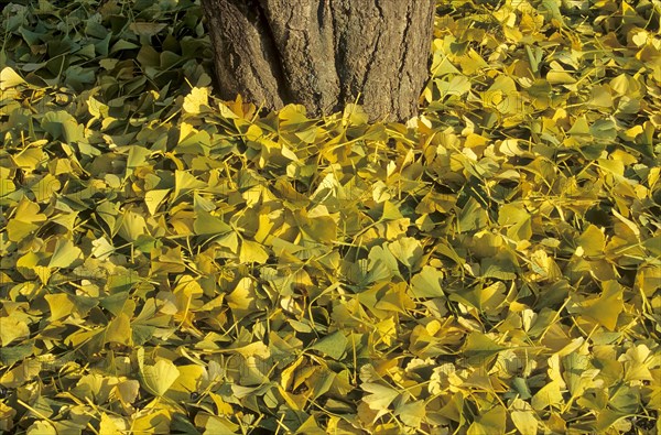 Ginkgo