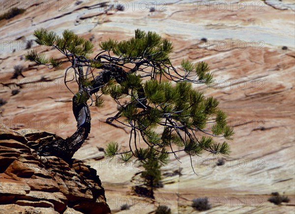 Pine tree in front of rock face