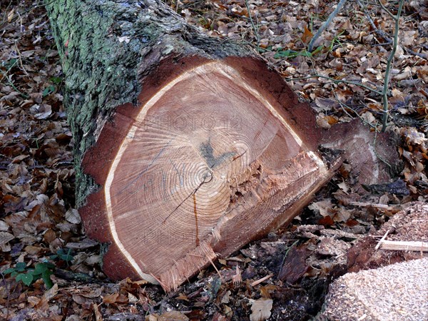 Freshly felled coniferous tree