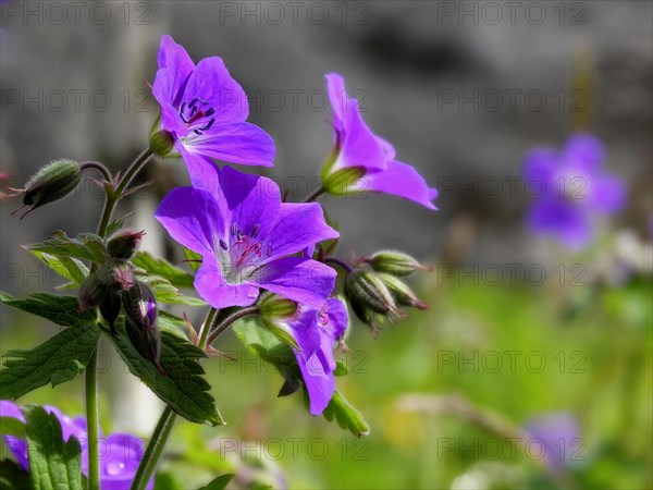 Wood cranesbill