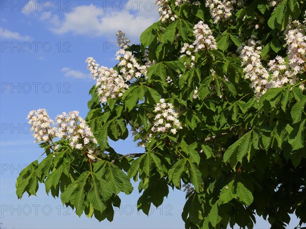 Horse Chestnut in flower