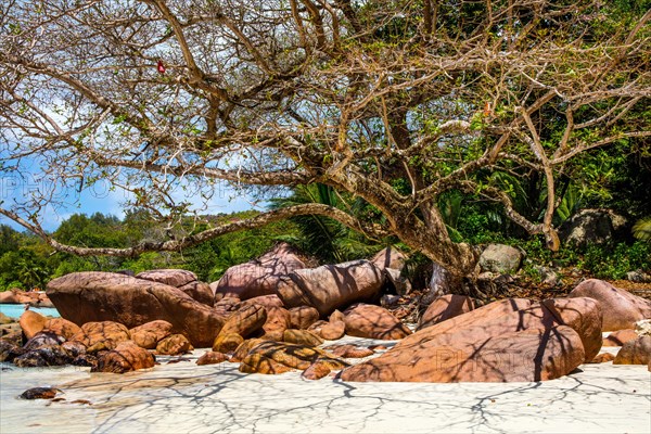 Dream beach with granite rocks