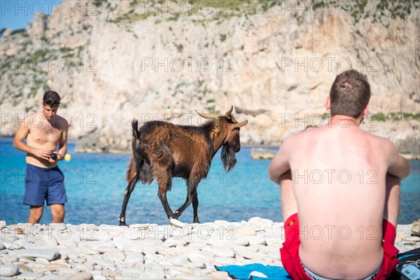 Male wild domestic goat