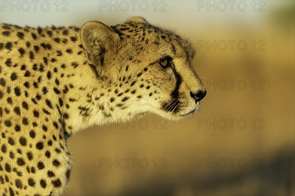 Cheetah