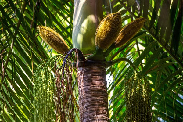 Fruits and flowers