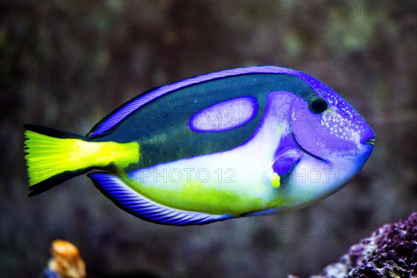 Blue-coloured dory