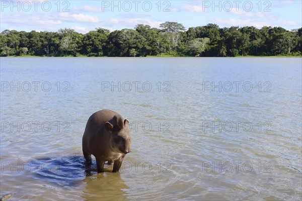 Lowland tapir