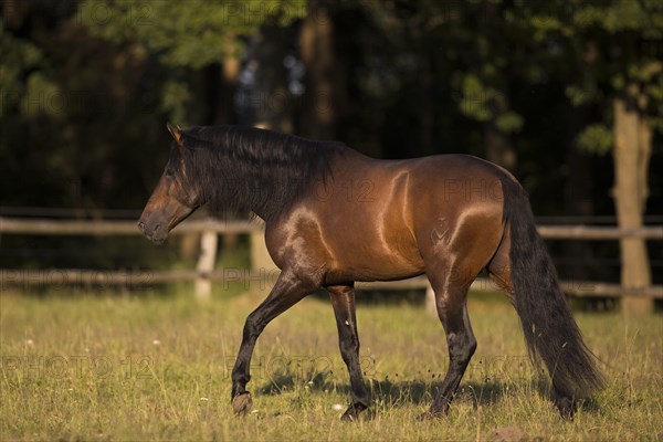Brown Pura Raza Espanola stallion in the afternoon sun on the summer pasture