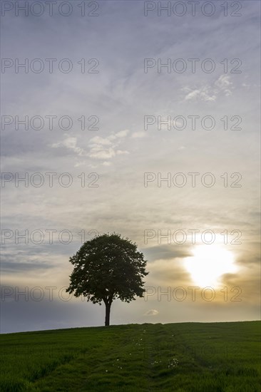 Norway maple