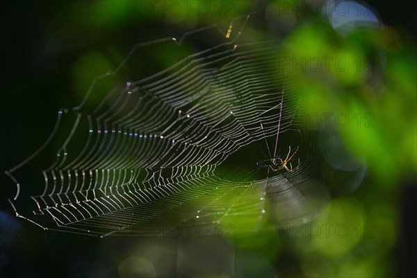 Spider web with spider against the light