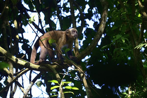 Tufted Capuchin