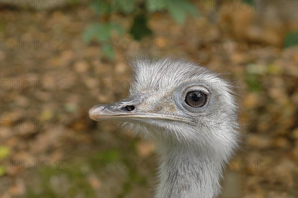 Greater rhea