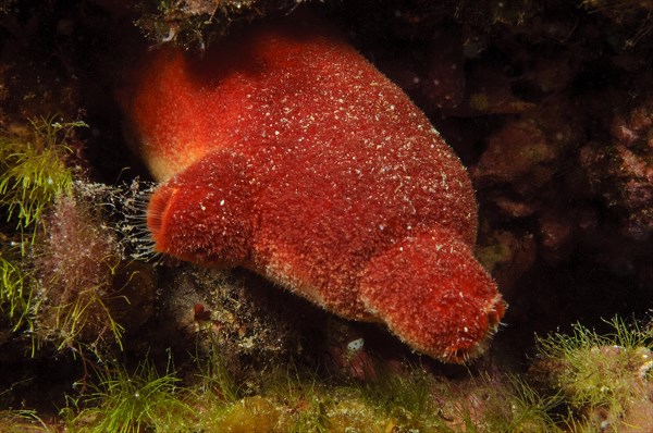 Red sea squirt