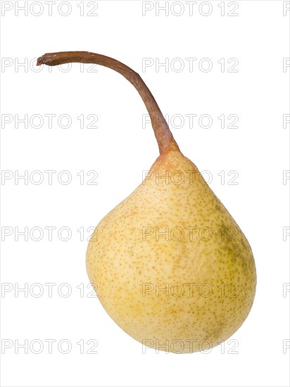 Pear variety Kirchensaler Mostbirne