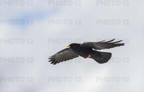 Alpine chough