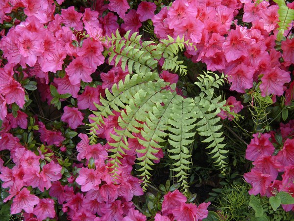 Ivy in azalea blossom