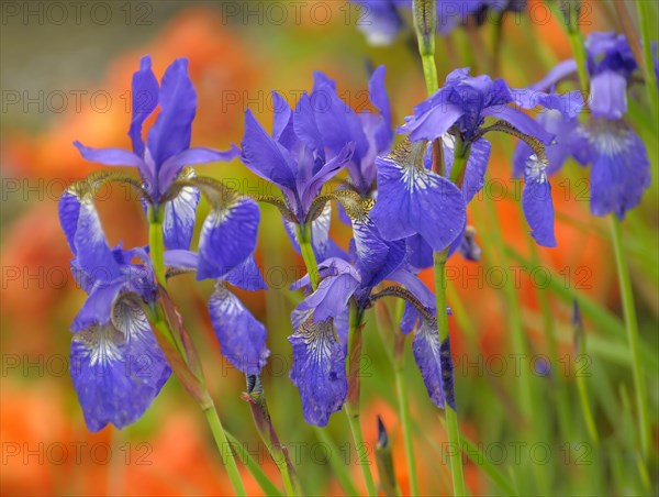 Siberian iris