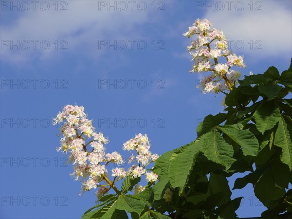 Horse Chestnut in flower