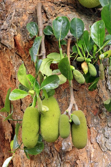 Jackfruit tree