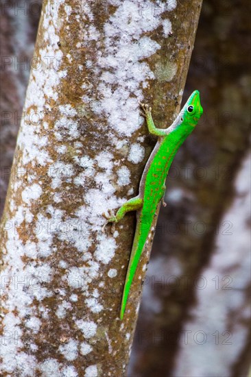 Seychelles giant day gecko