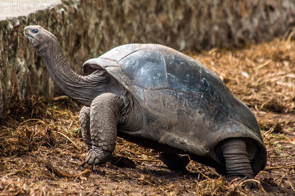 Aldabra giant tortoise