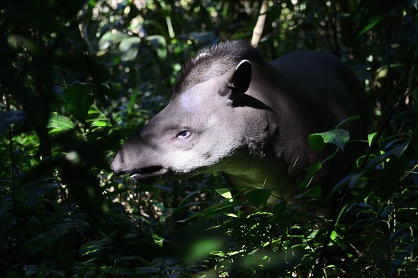 Lowland tapir