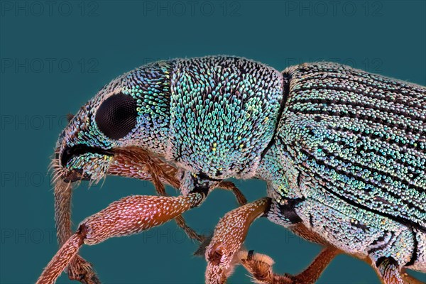 Weevil