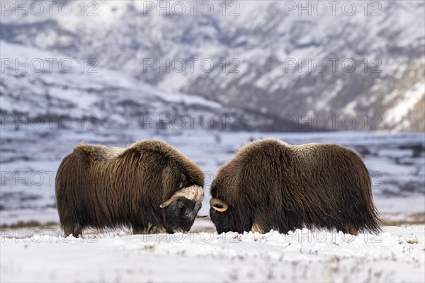 Musk ox