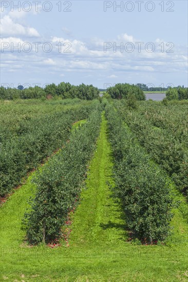 Apple orchard with Elbe